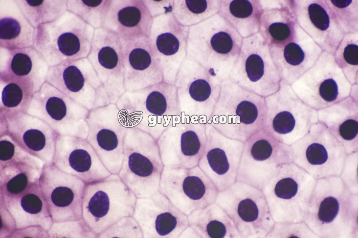 Mue de Triton à plat x100 - gryphea.com